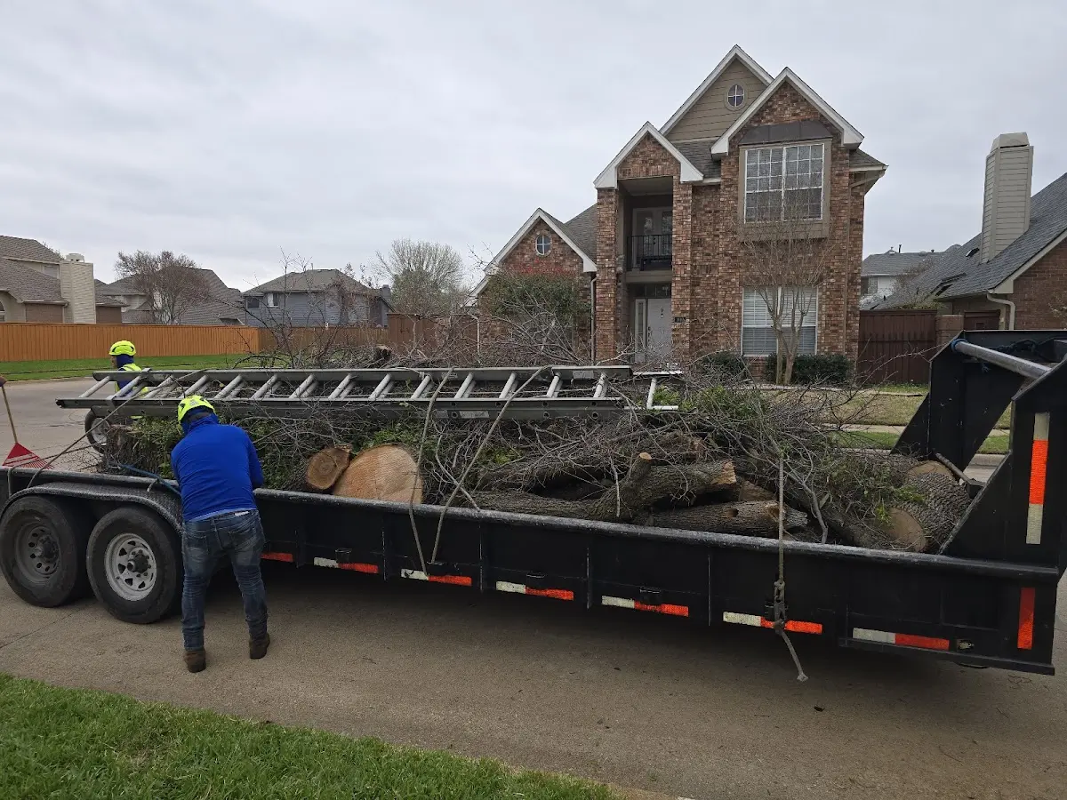 Expert Tree Removal with proper safety equipment in Calvin